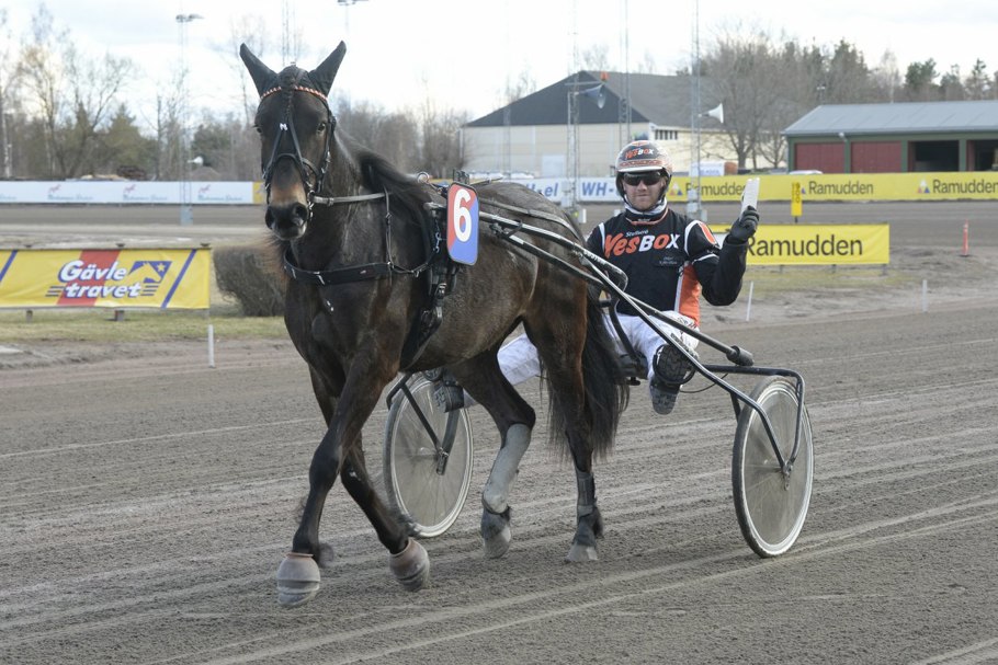 Bäcklös Gulli def 230427.jpg